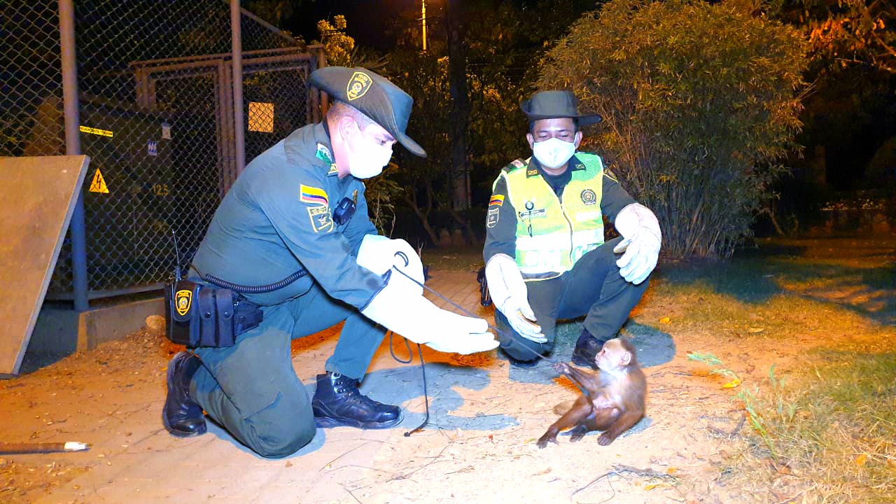 El mono cariblanco, una especie que debemos proteger1