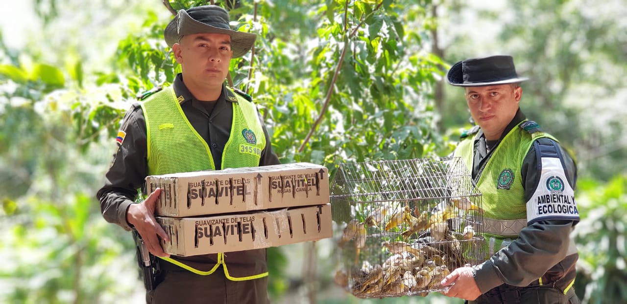 Entre-las-aves-protegidas-se-encuentran-canarios-castizos-pericos-y-cascabelitos-en-amenaza-de-extinción 