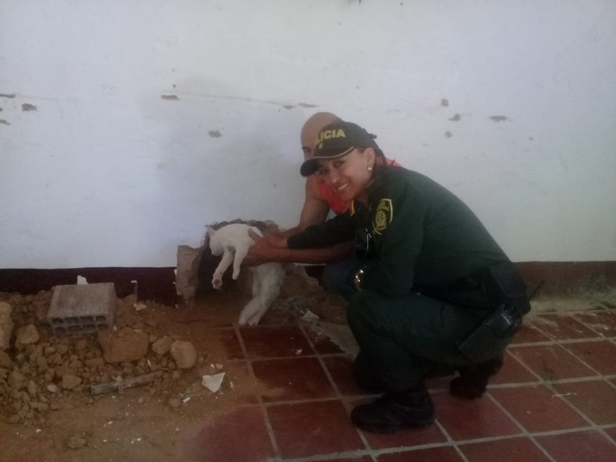 en-salazar-de-las-palmas-rescatamos-un-gato-atrapado-entre-dos-paredes