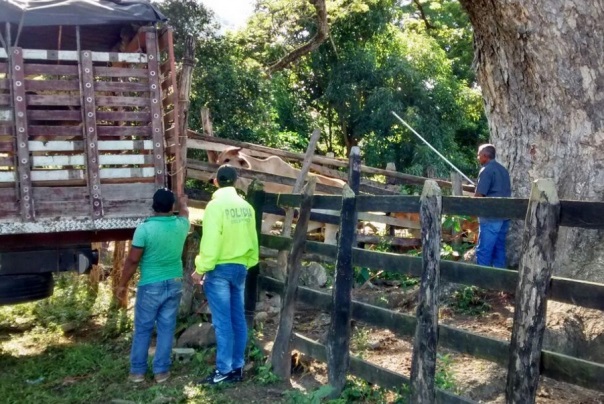 foto- recupera-veintisiete-reses-hurtadas-en-Chiriguana