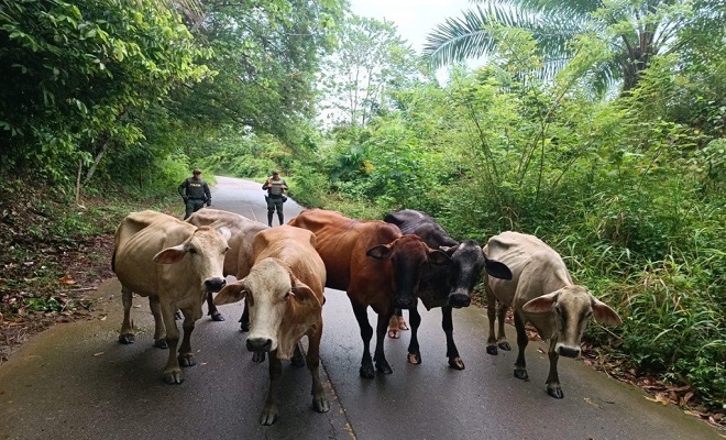 Ganado recuperado y entregado al propietario