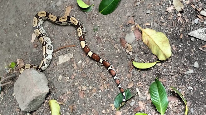 Guio perdicero o Boa Constrictor