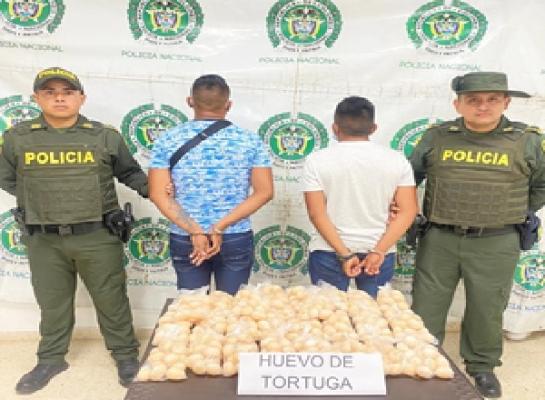 Más de 400 huevos de tortugas incautados 