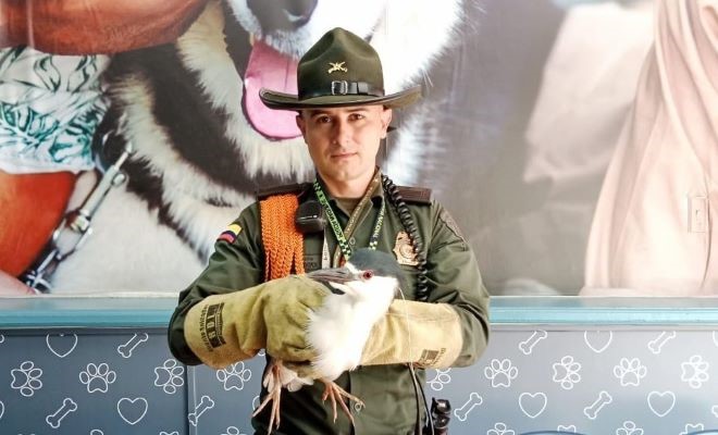 En diferentes procedimientos fueron rescatadas varias especies silvestres