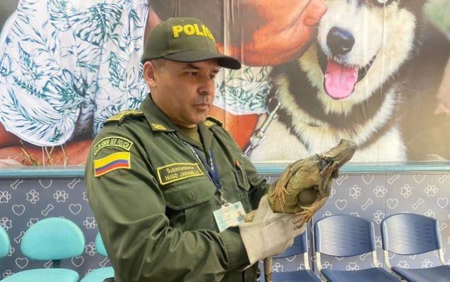 Los animales rescatados son valorados y posteriormente devueltos a su hábitat