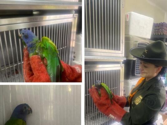 Entre todos debemos proteger nuestra fauna silvestre