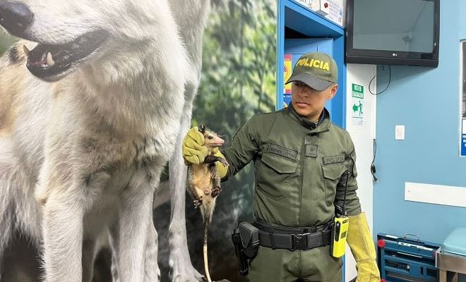 En zonas urbanas y rurales son protegidos las especies