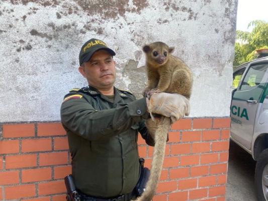 Los animales deben ser protegidos de manera permanente