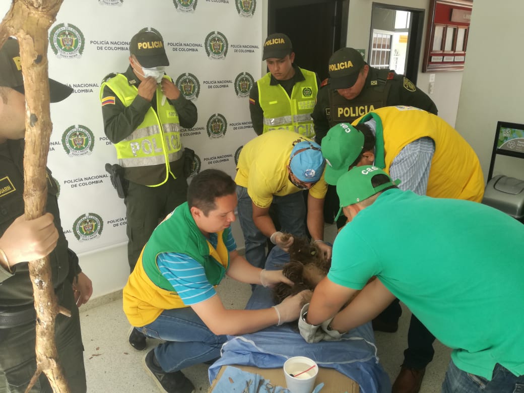 Rescate_de_una_osa_perezosa_3