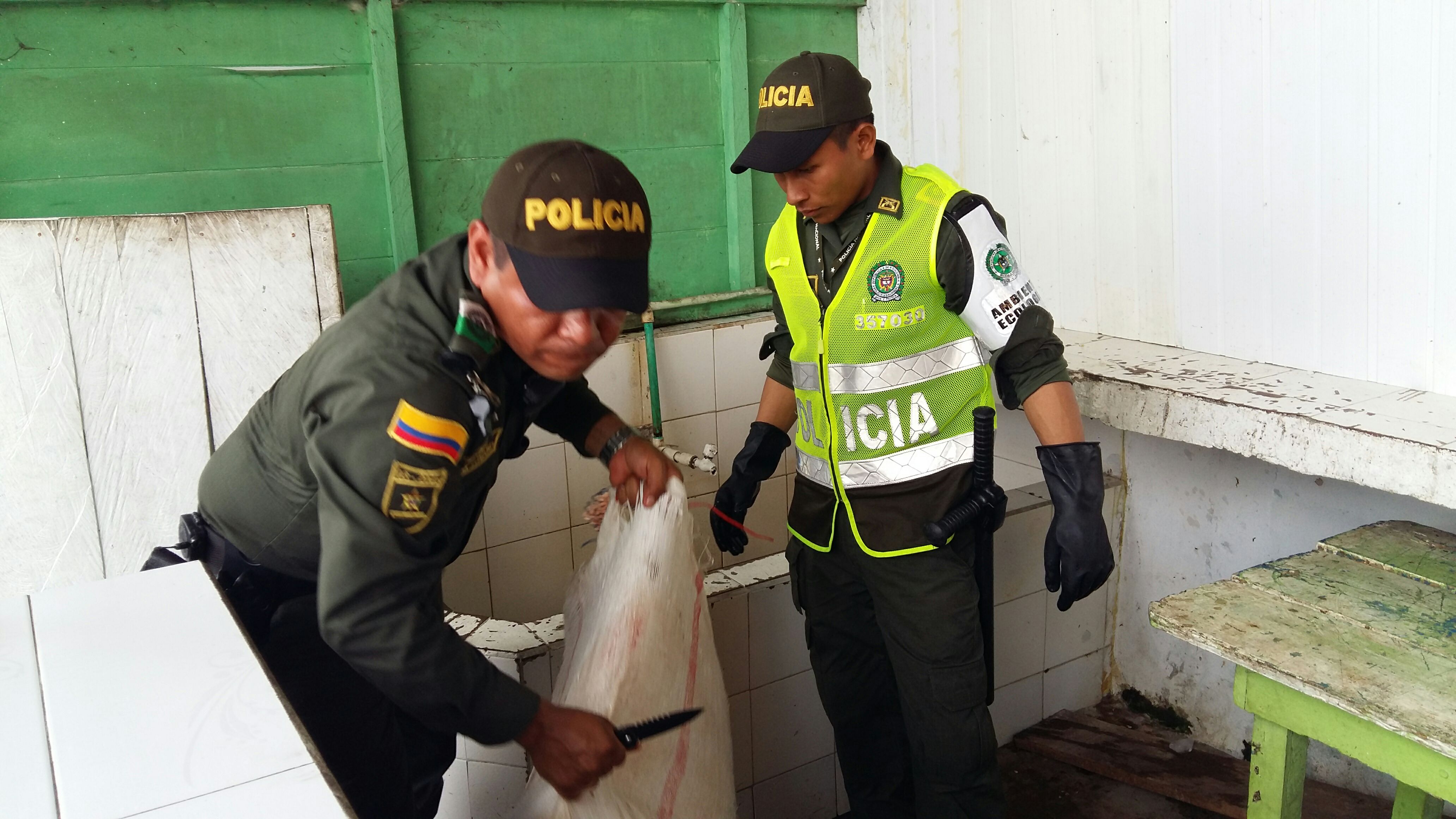 Evitar su pesca y comercialización en tiempo de reproducción