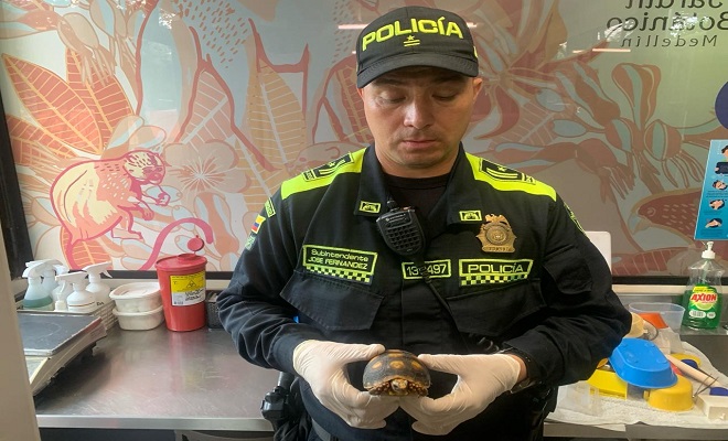 incautacion de tortuga morrocoy en Bello