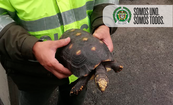  incautacion_tortuga