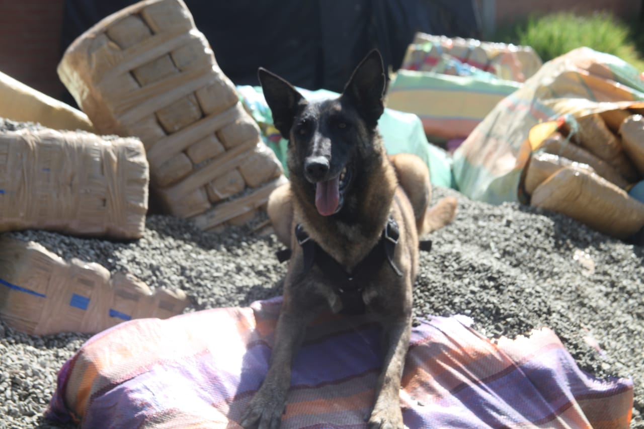 Incautamos-dos-toneladas-de-marihuana-en-la-ciudad-de-Bogotá 