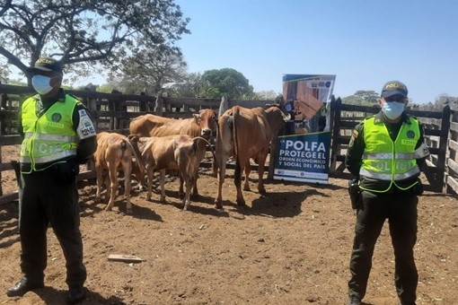 Ganado incautado-policías custodiando