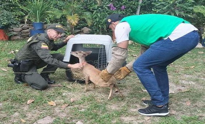 La Policía Nacional, protegiendo nuestros animales silvestres