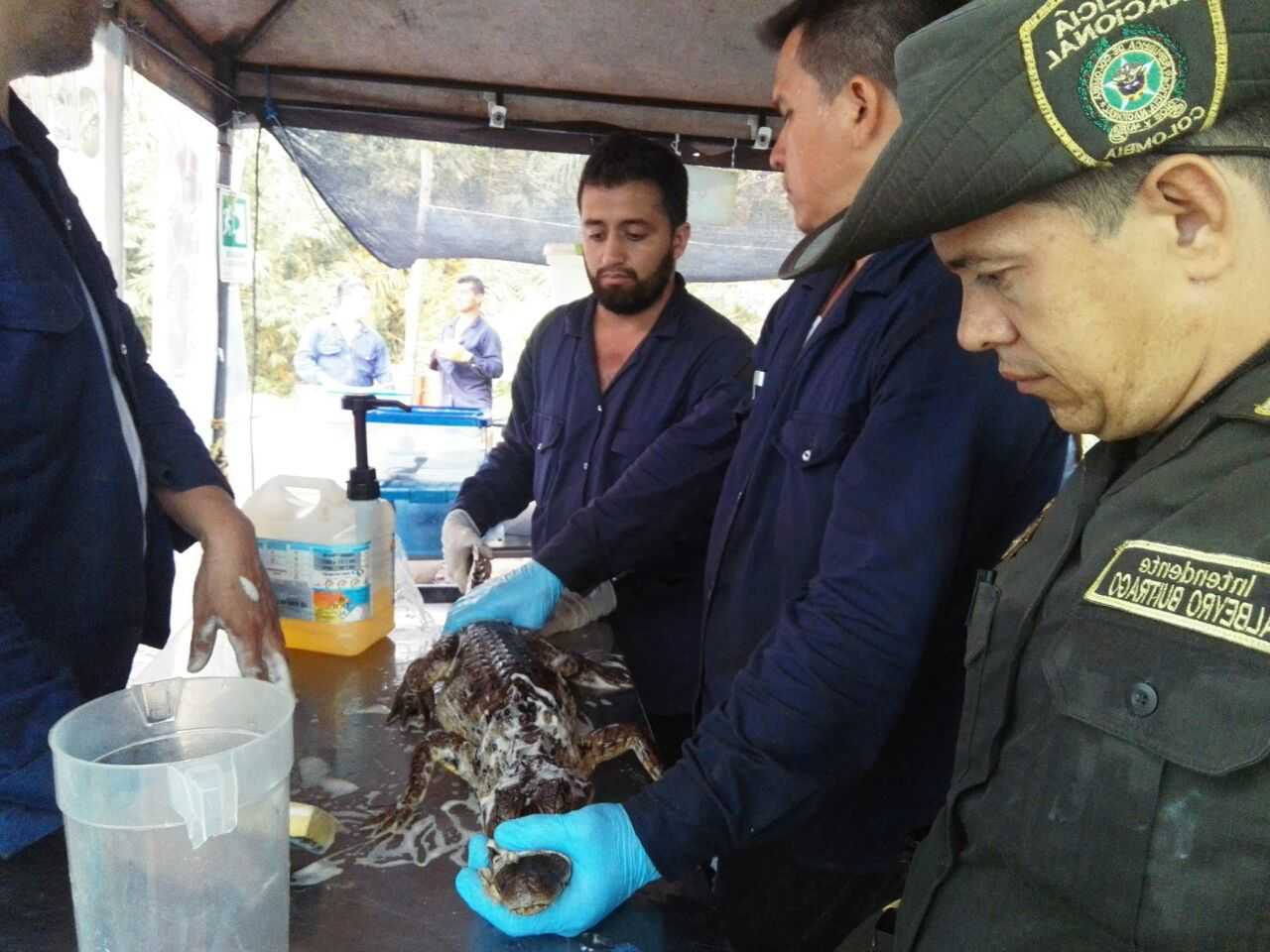 Plan de contingencia para el rescate de especies en la cuenca La lizama