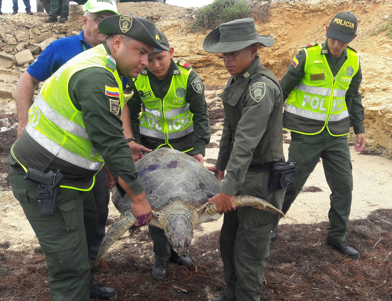  liberación tortugas.