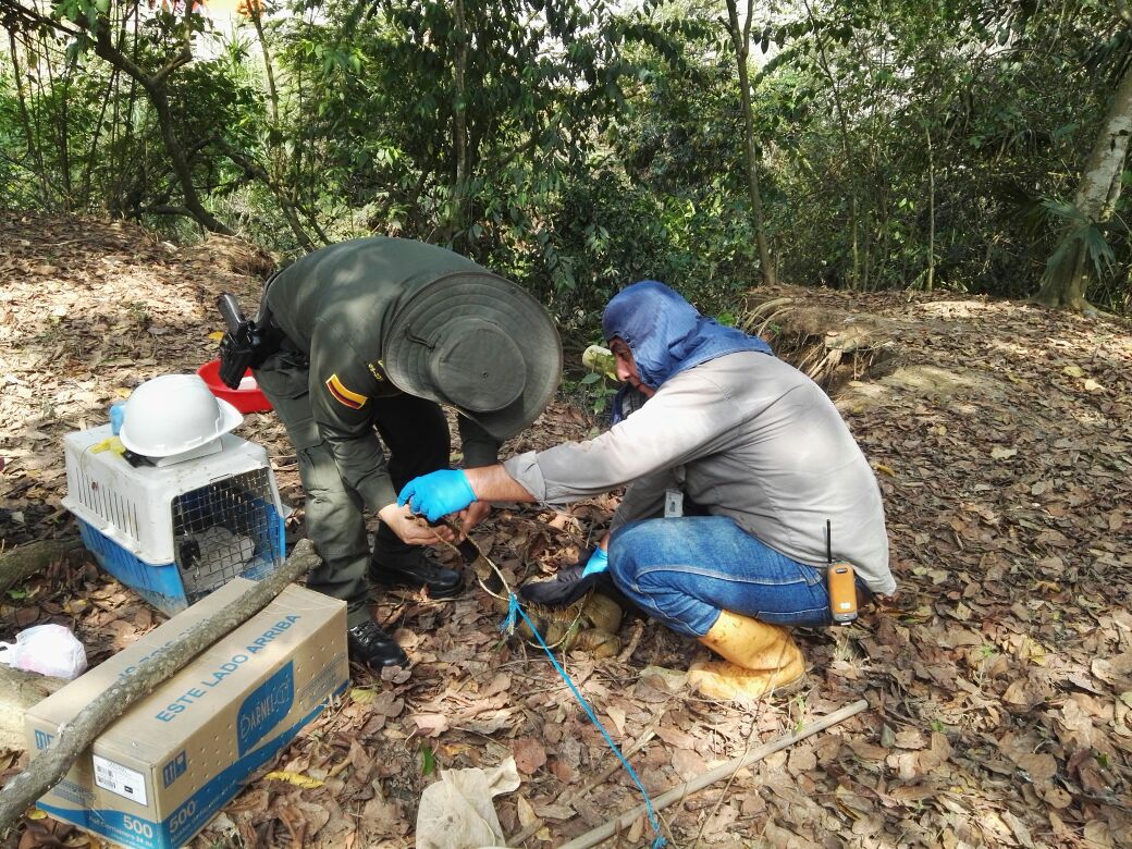 Plan de contingencia para el rescate de especies en la cuenca La lizama