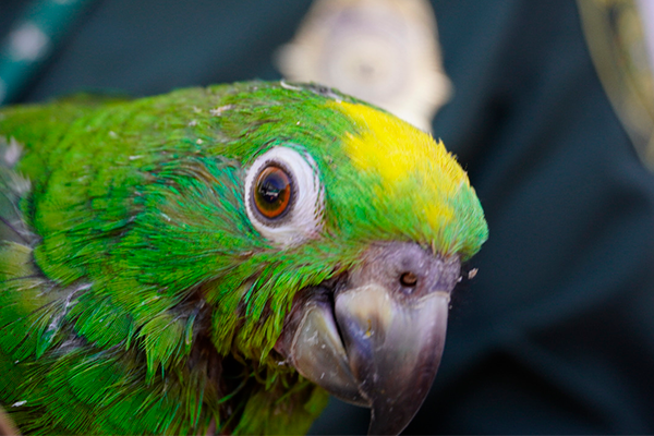 se incautaron según lo establece el Decreto 2811 de 1974, donde dice que la fauna silvestre que se encuentre en el territorio nacional pertenece a la nación