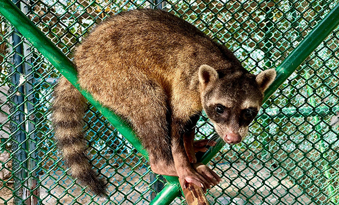 A pesar que el animal no goza de una buena vista durante el día, este Mapache dio todo de sí para evitar ser enjaulado y vendido. 