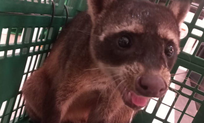 A pesar que el animal no goza de una buena vista durante el día, este Mapache dio todo de sí para evitar ser enjaulado y vendido. 