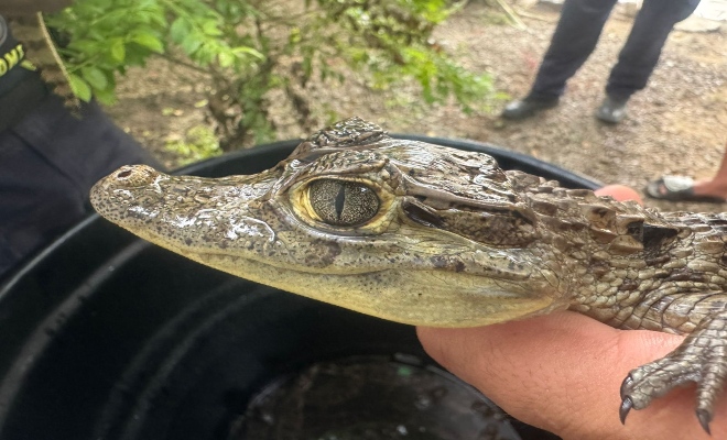 El cargamento de babillas está valorado en más de 4.300.000 pesos en el mercado negro.