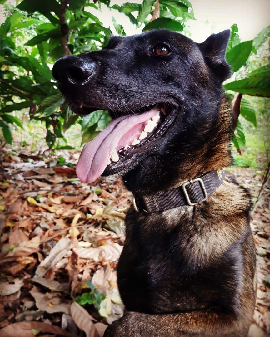 MUERTE-DE-‘COBRA’