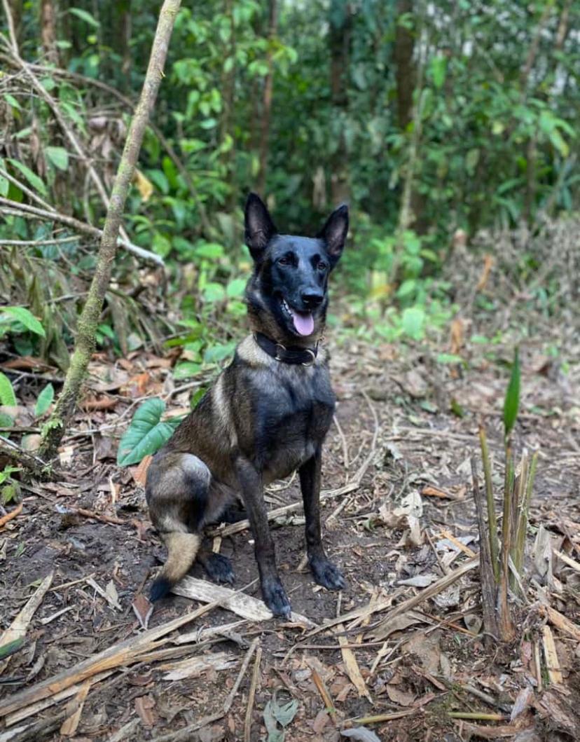 MUERTE-DE-‘COBRA’