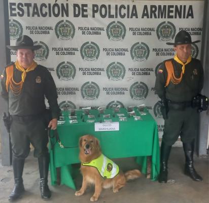 "Thor" un canino de la Policía que nuevamente logra evidenciar estupefacientes