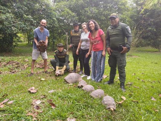 ocho tortugas terrestres en Puerto López