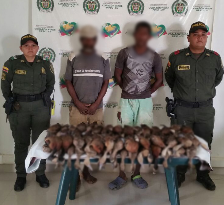 Capturados dos presuntos responsables de envenenar 60 patos silvestres