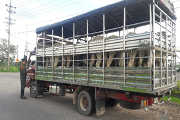 El ganado incautado fue dejado a disposición de las autoridades competentes