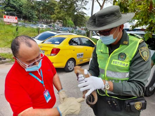 Policía-Nacional-y-Cormacarena-lograron-el-rescate-de-un-animal-silvestre-3