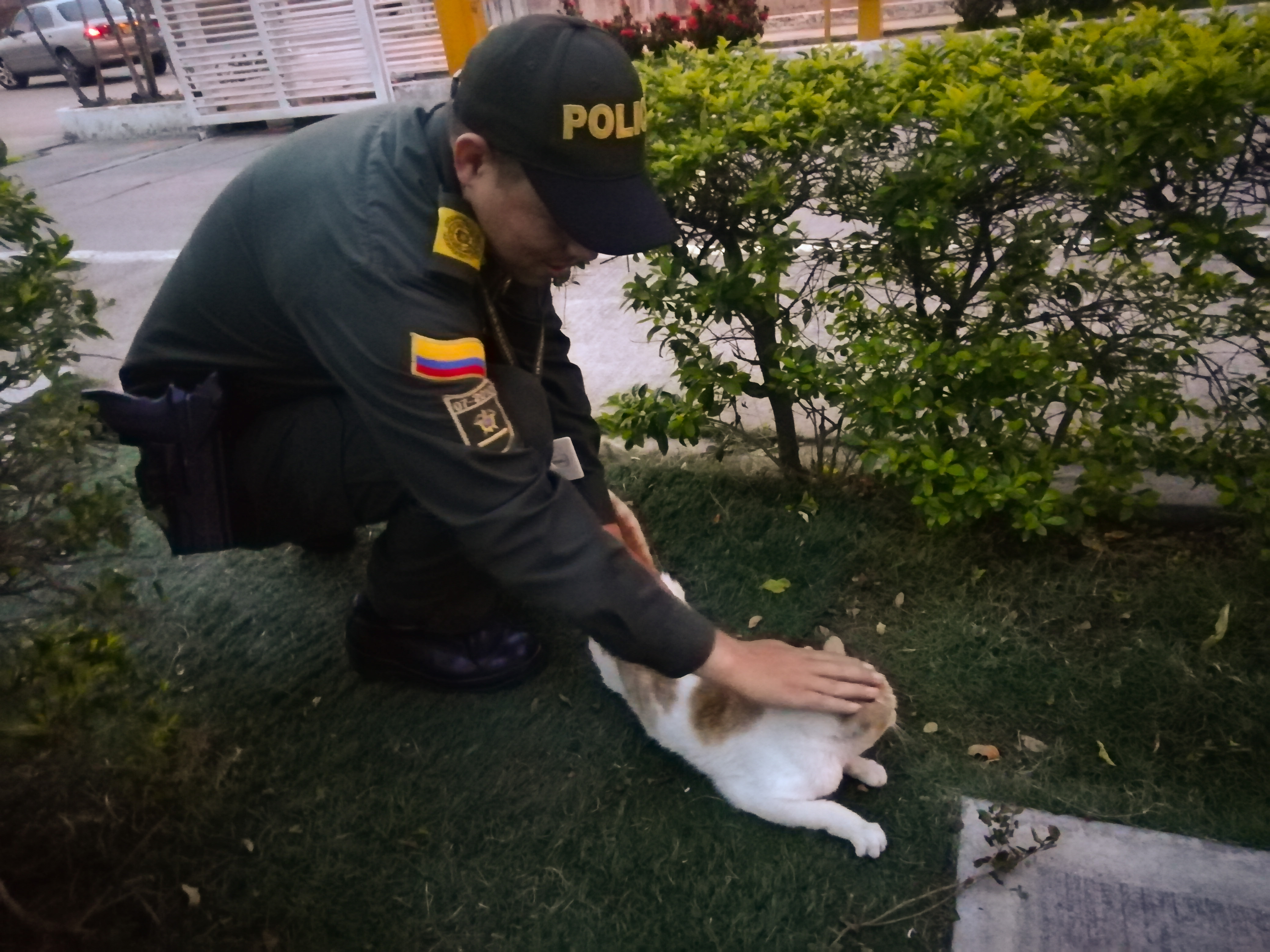 policía-salva-gato-que-había-quedado-atrapado-entre-paredes