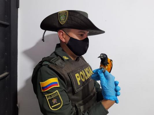 Incautación de especies de fauna silvestre