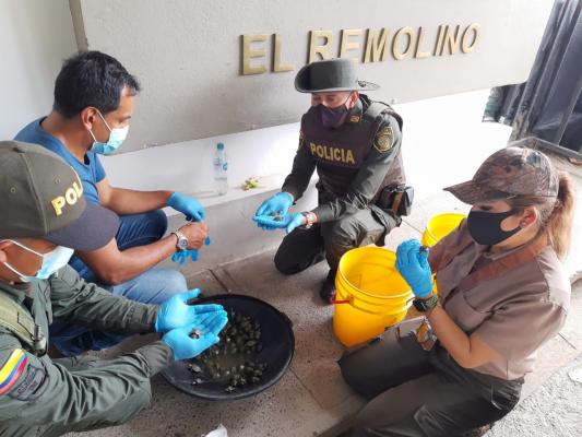 Incautación de especies de fauna silvestre