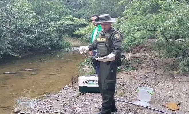 Policía Nacional realizó la liberación de 7 especímenes silvestres.