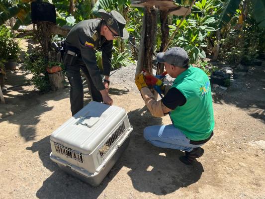 Policía Nacional y la Corporación Autónoma Regional del Alto Magdalena realizaron la incautación de 02 especímenes silvestres