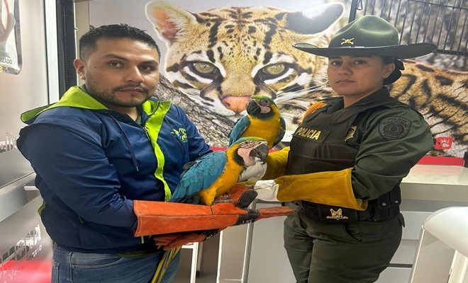 Policía entregando especie rescatada a la corporación autónoma 