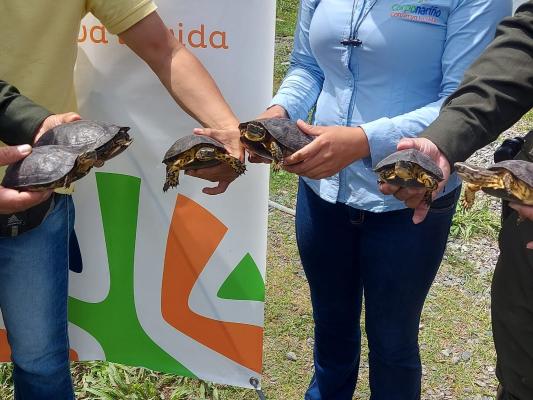 Rescatan tortugas patiamarillas 