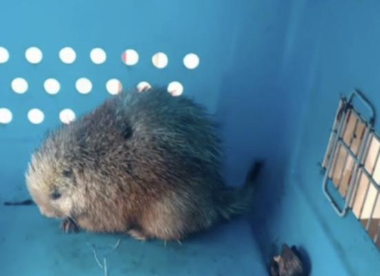 Protegiendo especies de fauna silvestre 