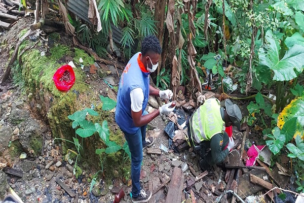 Recolectamos-42-kilos-de-caracol-gigante-Africano