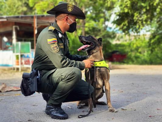 ABC para el cuidado de mascotas por el ruido de la pólvora