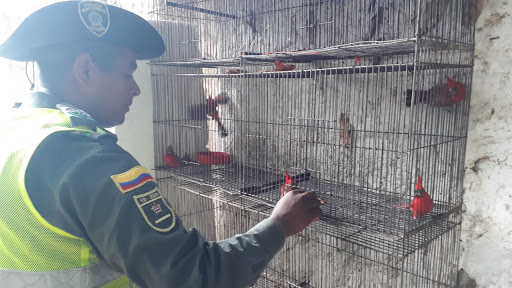 recuperación aves rey guajiro