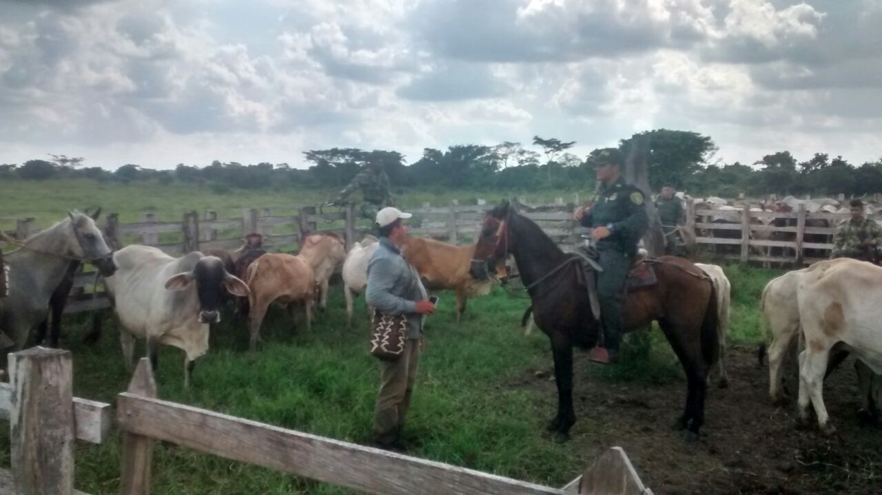 receptacion-entrega de reses robada-hurto de ganado-magdalena-MNVCC-cuadrante-chibolo