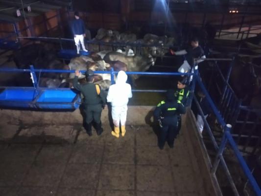 Recuperación de 45 semovientes bovinos hurtados en Cabuyaro, Meta