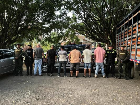 recuperación de 61 cerditos