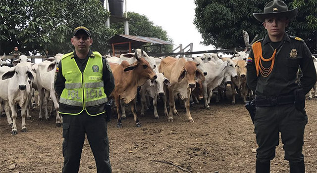 recuperación ganado-abigeato-policía-meta