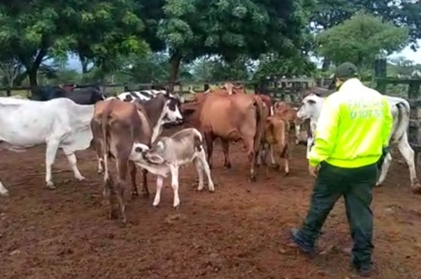 Recuperamos 44 reses que habían sido hurtadas en Codazzi 