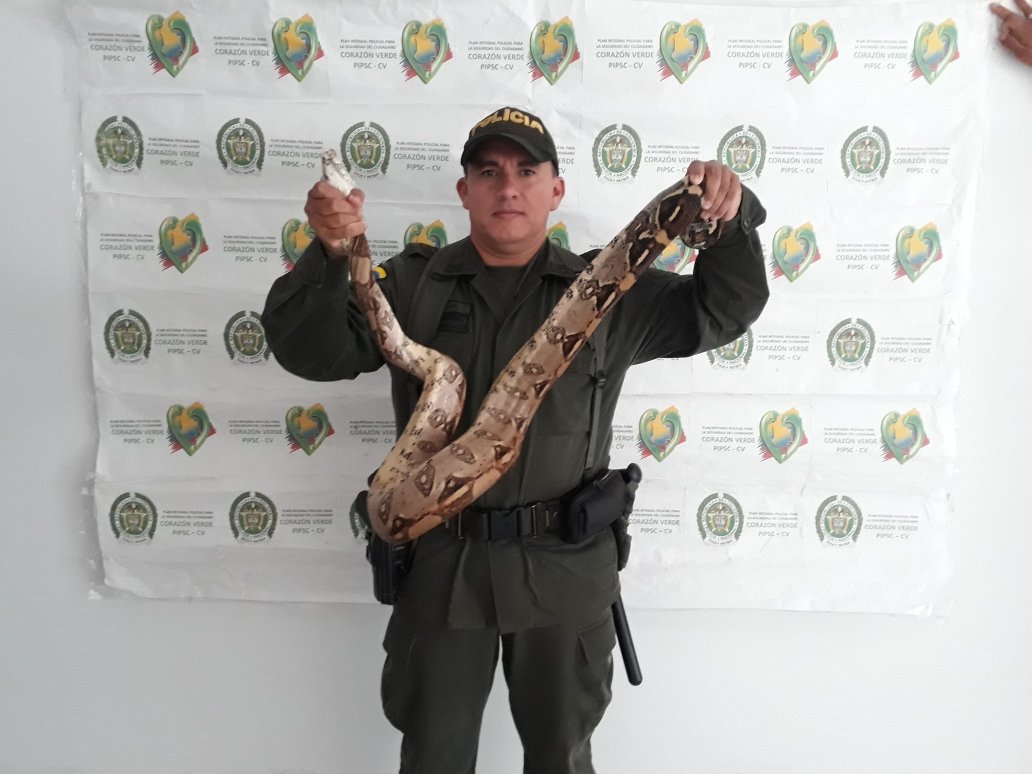 recuperamos-una-boa-constrictor-en-el-corregimiento-de-la-vega